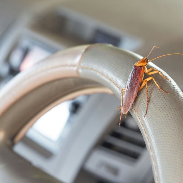 Can Bugs Get In Your Car Through The Vents? Protecting Your Car from Bugs