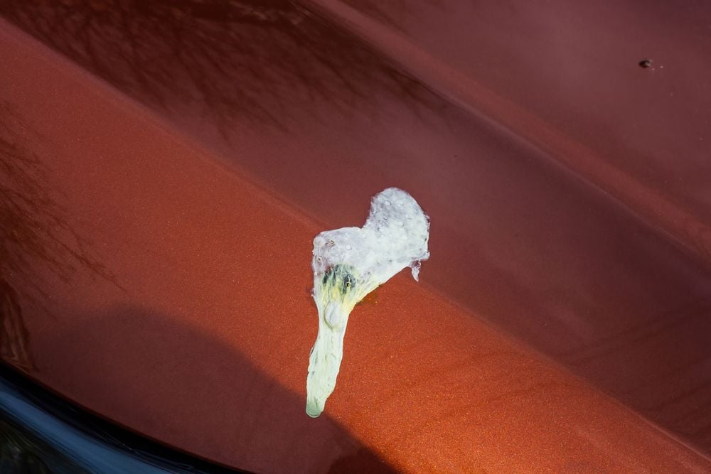 Bird poop on car paint.