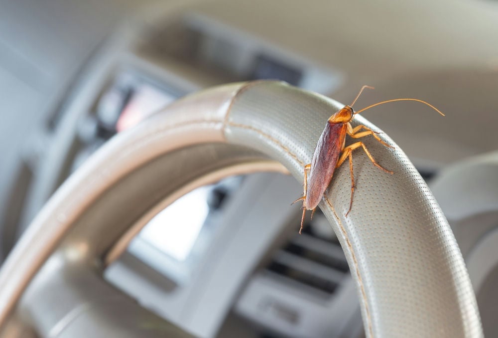 Bugs can enter a vehicle through a car's air vents.