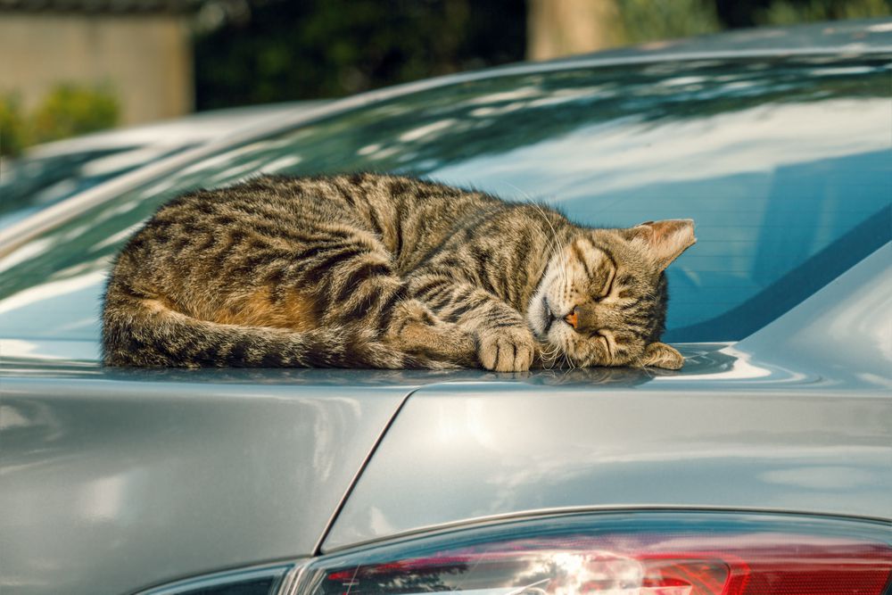 Cat on car without car cover