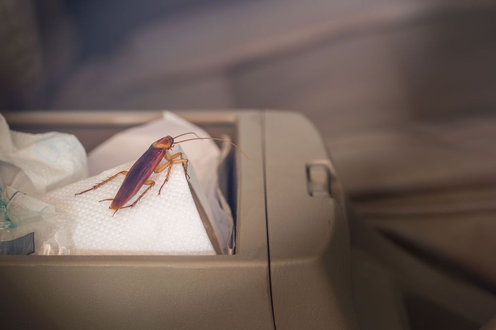 Cockroach on car's center console.