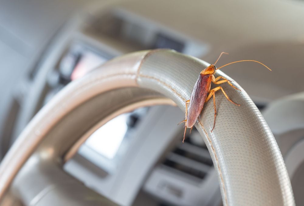 A cockroach on a car's steering wheel.
