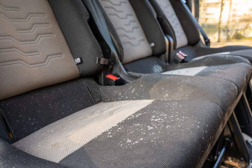 Mold on car seats.