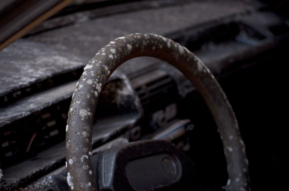 Mold growing on a car steering wheel.