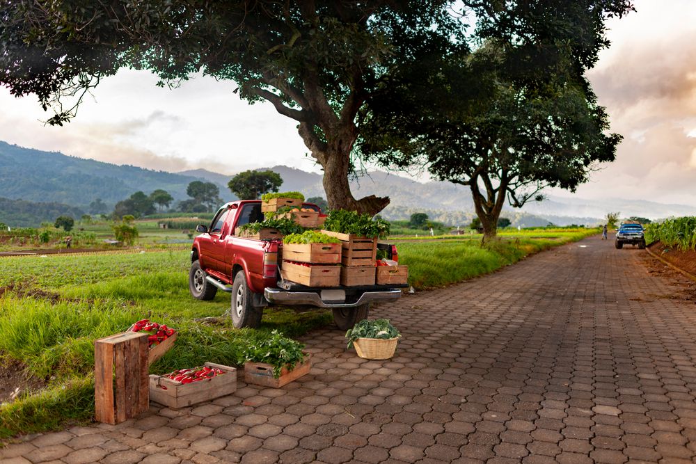 Pickup truck loaded with fruit